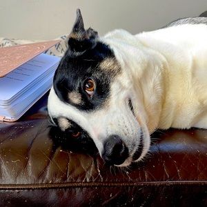 My sweet puppy, Paloma.